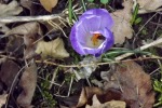 9126-laub-lila-krokus