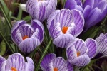 9130-lila-gestreifte-krokusse-nah