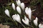 9132-weisse-krokusse-beet