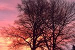 9142-sonnenaufgang-rosa-blau-kahler-baum