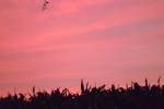 6270-himmel-wolken-rosa-blau-silhouette