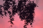 6275-himmel-wolken-rosa-blau-silhouette