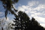 6506-himmel-blau-wolken-tannen