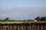 6514-feld-geerntet-himmel-wolken-trecker