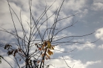 6524-himmel-blau-wolken-silhouette 6524-himmel-blau-wolken-silhouette