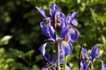 6018-iris