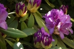 6029-rhododendron-knospe-bluete