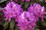6036-rhododendron-blueten-lila