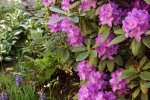 6040-rhododendron-blueten-lila