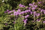 6049-bluehender-rhododendron-busch