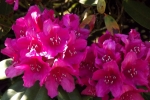 6050-rhododendron-bluete-rosa-rot