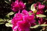 6051-rhododendron-bluete-rosa-rot