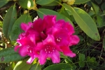 6053-rhododendron-bluete-rosa-rot