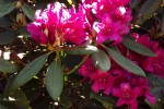 6054-rhododendron-bluete-rosa-rot