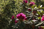 6055-rhododendron-bluete-rosa-rot