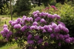6095-rhododendron 6095-rhododendron