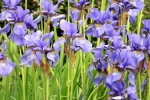 6103-iris-blueten