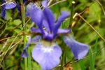 6106-iris-bluete