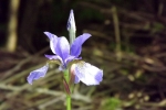6107-iris-bluete