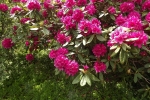 6112-rhododendron-rot