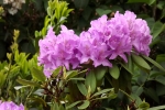 6117-rhododendron-lilia
