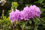 6118-rhododendron-lilia
