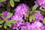 6119-rhododendron-lilia