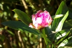 6170-pfingstrose