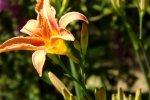 6216-bluete-orange