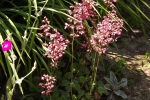 6222-viele-bluete-rosa