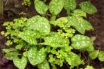 6308-hostas-klee