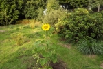 6350-bluehende-sonnenblume