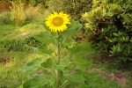 6354-bluehende-sonnenblume