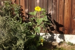 6382-sonnenblume-huette