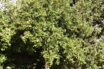 6383-apfelbaum