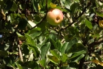 6385-apfel-am-apfelbaum