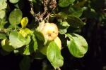 6387-aepfel-am-apfelbaum