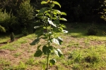 6405-sonnenblume-freistehend