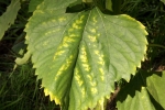 6449-sonnenblumen-blatt