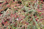 6472-bodendecker-fruechte-rot