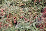 6473-bodendecker-fruechte-rot-spinnennetz
