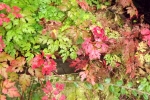 6475-blaetter-rot-gelb-gruen-verlauf