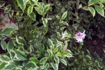 6479-strauch-rosa-blueten