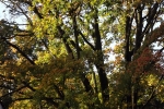6495-baum-herbst-gruen-gelb-rot-kahl