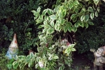 6500-gartenzwerge-busch