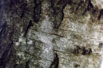 6512-birke-rinde-baum-nah