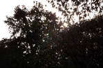 6518-wald-silhouette