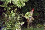 6521-versteckte-zwerge