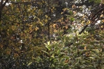 6522-wald-herbst-kahl-blaetter
