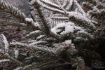 10021-tannenzweige-frost